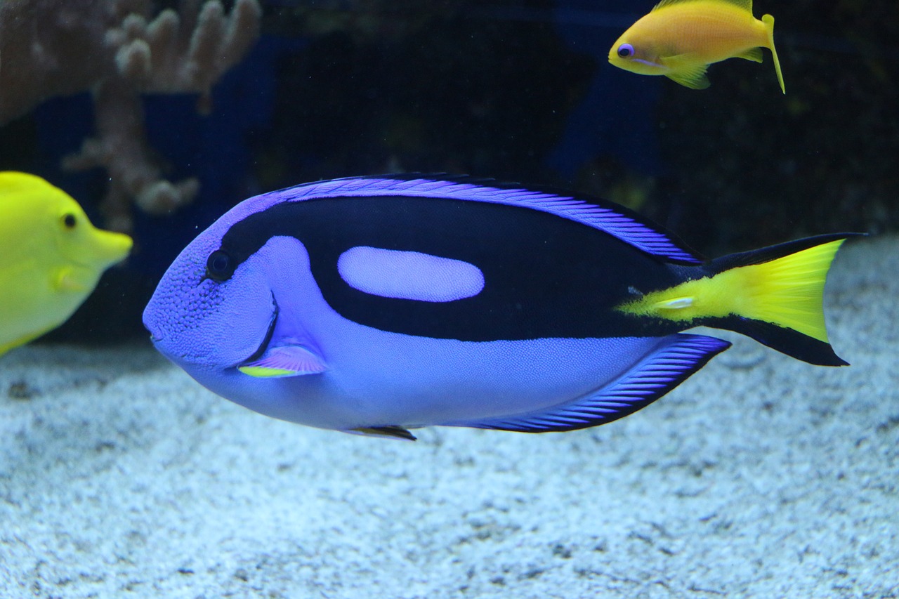 揭秘未知奇觀與神秘生物，最新海底世界探索之旅