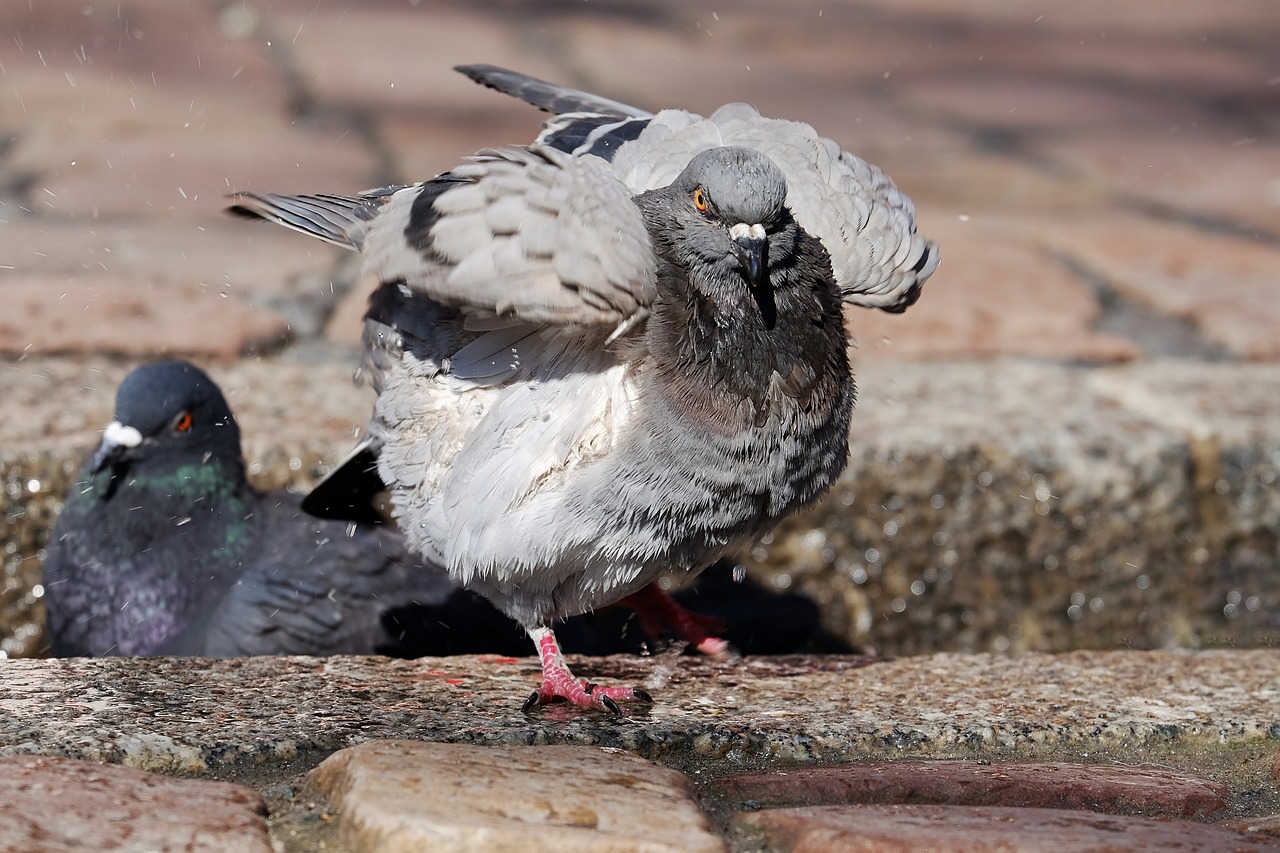 最新摸鳥門,最新摸鳥門事件，探究背后的真相與反思社會現(xiàn)象