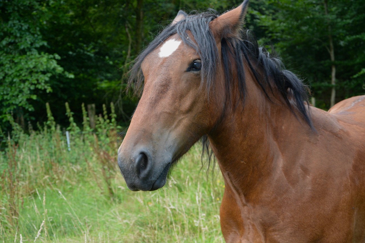 2024澳門特馬今晚開獎138期,優(yōu)化解決方案指南_巨型智能手機(jī)9144.4551